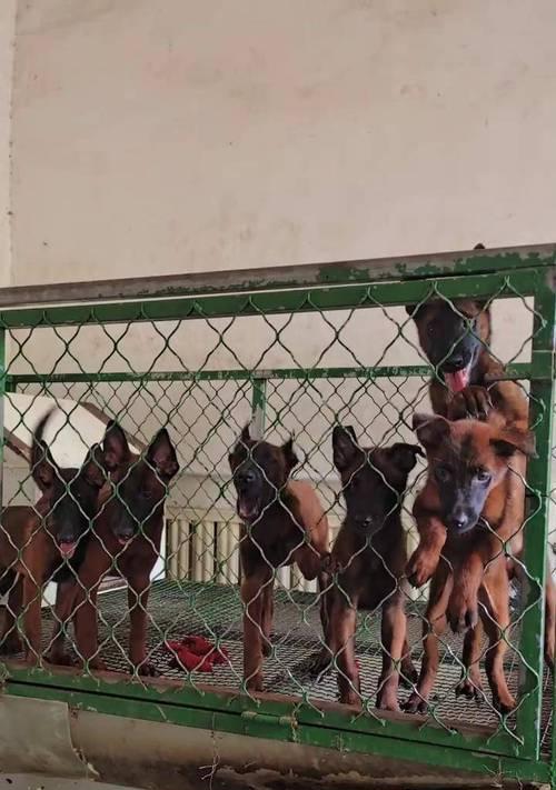 马犬价格及红马犬与黑马犬的比较（现在马犬价格、红马犬与黑马犬的优劣比较）