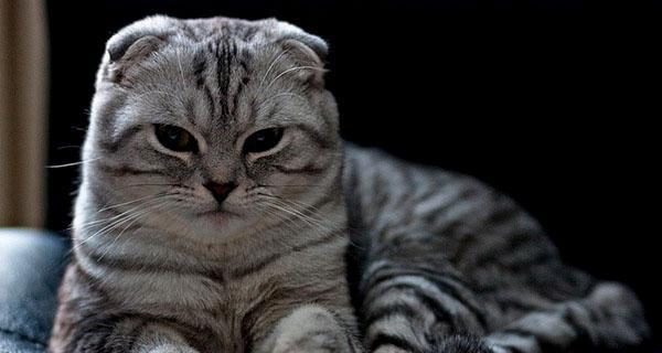 全面了解折耳猫的多样品种（探索折耳猫家族的丰富多样性）