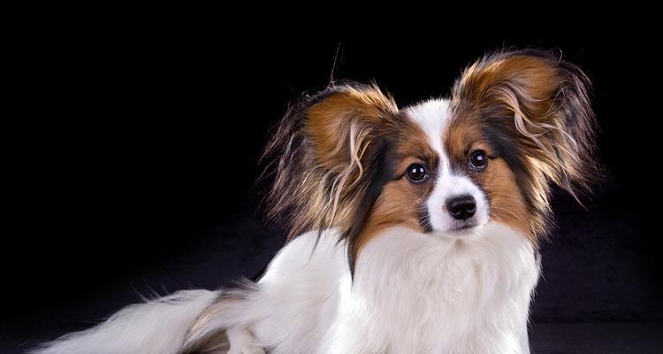 为什么养蝴蝶犬的人少？（探究蝴蝶犬养育率低的原因与解决方法）