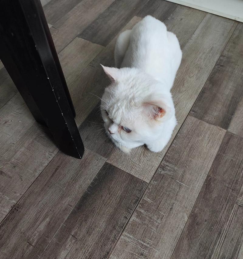 猫的怀孕迹象（详细介绍猫咪怀孕的表现及判断标准）