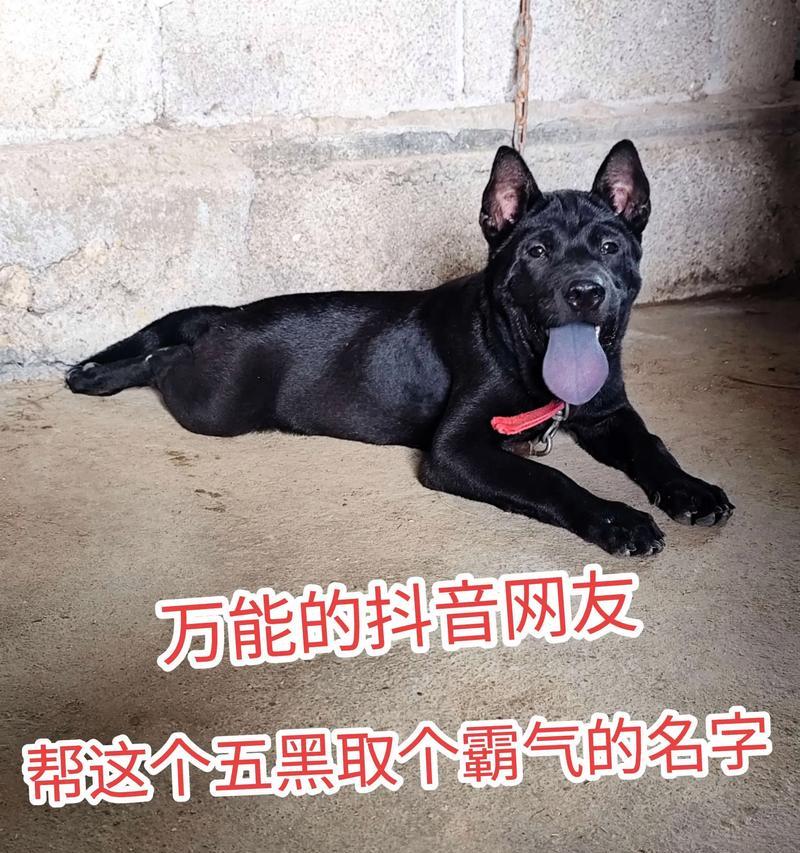 土狗看家（选择看家土狗，如何考虑性别？）