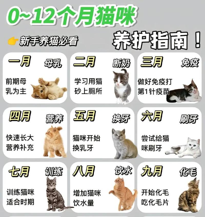 三周大小猫的奶量调查（探索三周大小猫对不同奶量的需求和影响）